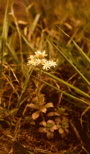 aeonium haworthii kw
